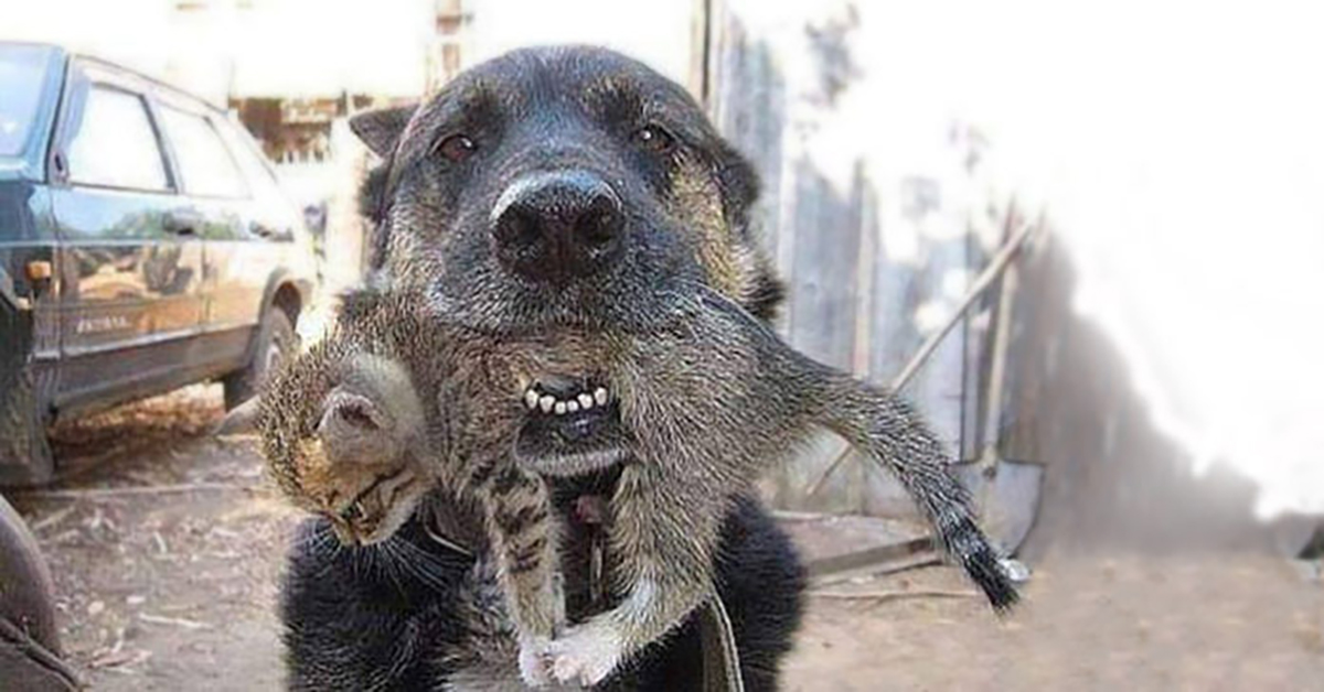 Hero Dog Braved Through A Burning House To Rescue His Little Kitten Friend Dog and Cat, Hero Dog