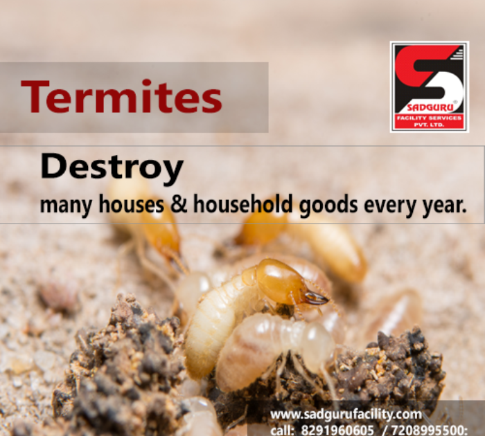 Termite Control Services in Mumbai Sadguru Pest Control