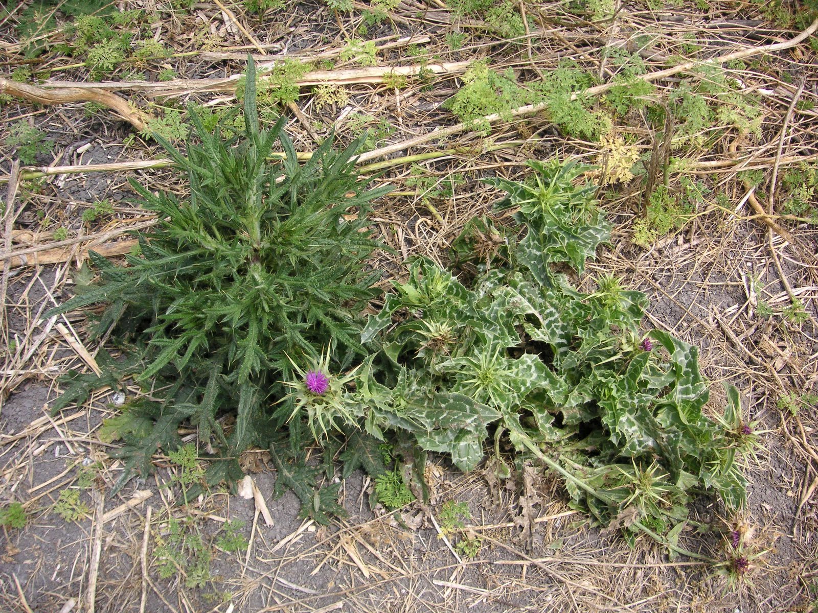 Nature ID bull and milk thistle 07/22/11 Elkhorn Slough