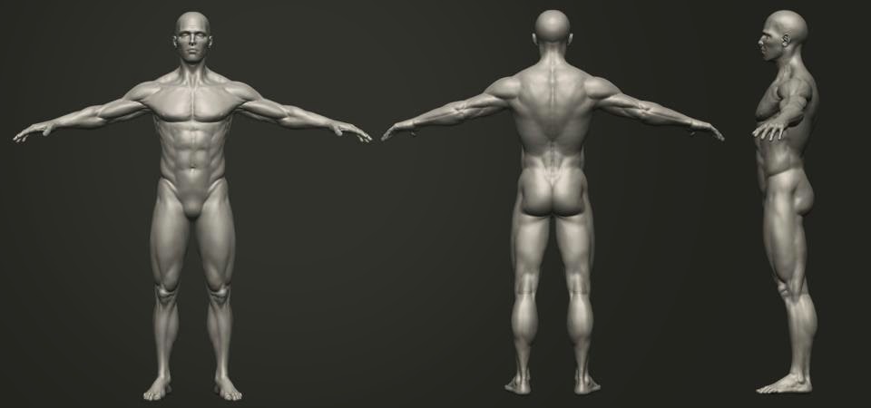 Daily Visual Arts Feed: anatomy.