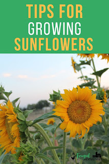 Learn how to grow sunflowers in whatever region you live in and how to be successful with sunflowers in your garden.
