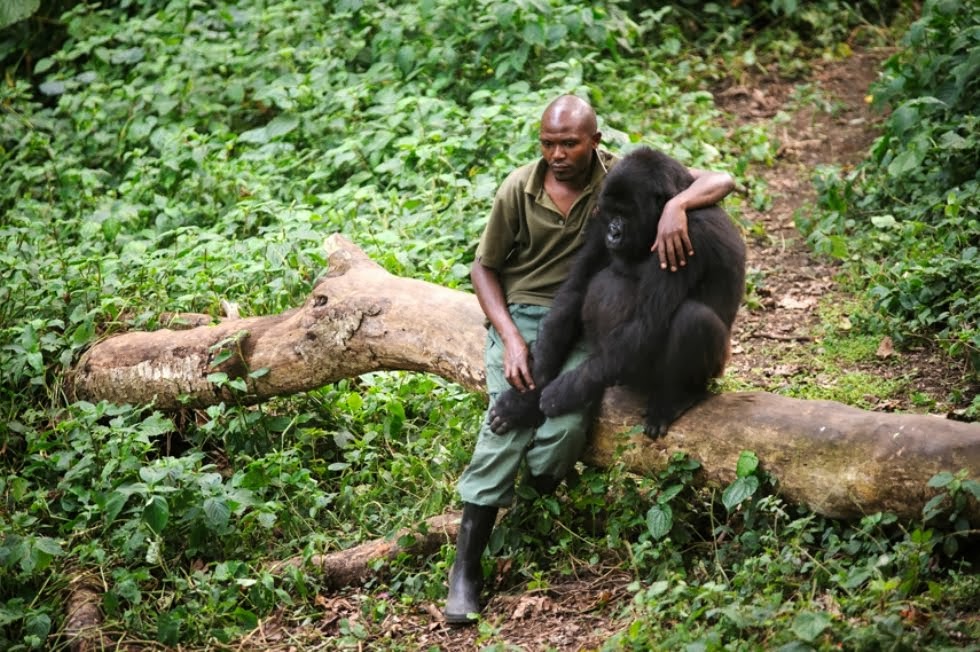 El guarda Patrick Karabaranga protegiendo a un gorila huérfano. Montes virunga. Foto: Phil Moore.