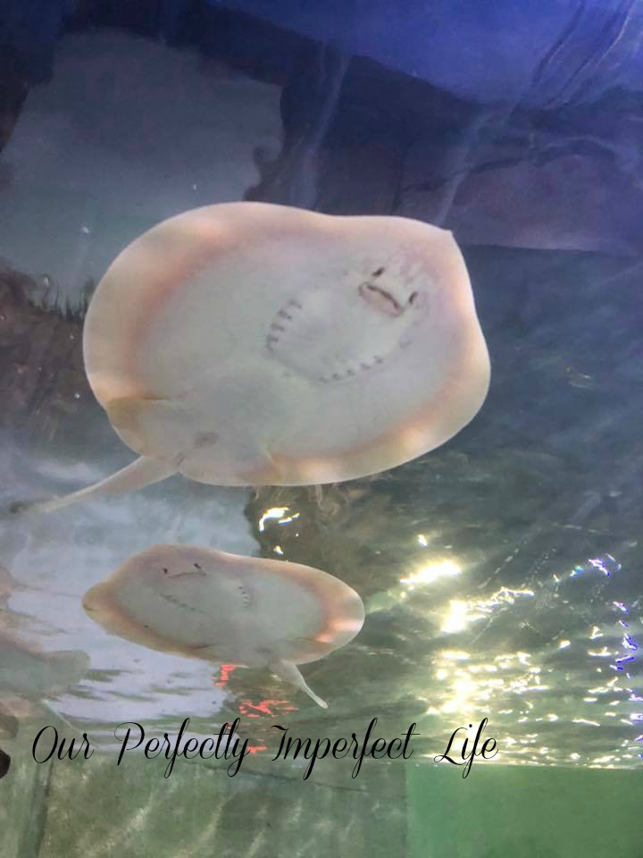 SeaQuest Interactive Aquarium Fort Worth Review by Crystal Carney