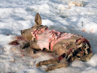 Ayılar tarafından parçalanmış, karlar üstünde yatan bir domuz