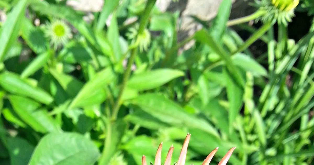 Day One Photography End of the Flower