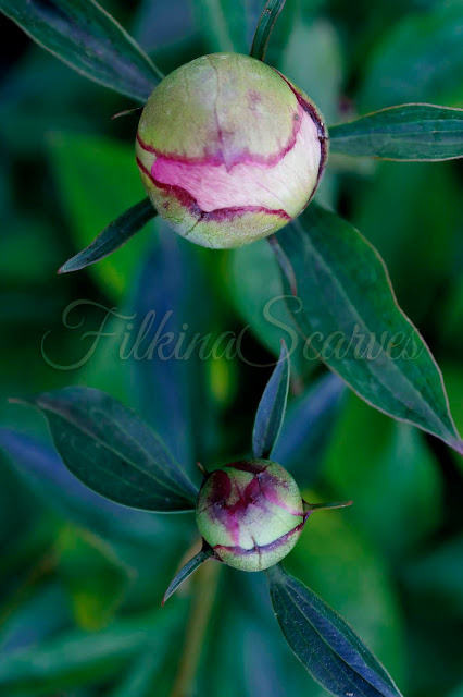 Budding Peonies print. Modern home decor. Flower Photography. Floral Print. Room Wall Art. Art Gift For Women. Gift For Mom. Floral photo #filkinascarves #homedecorideas #walldecoration #photography #roomdecor #peonies #peony #floralart #floralwallpapers #prints #homedecorideas