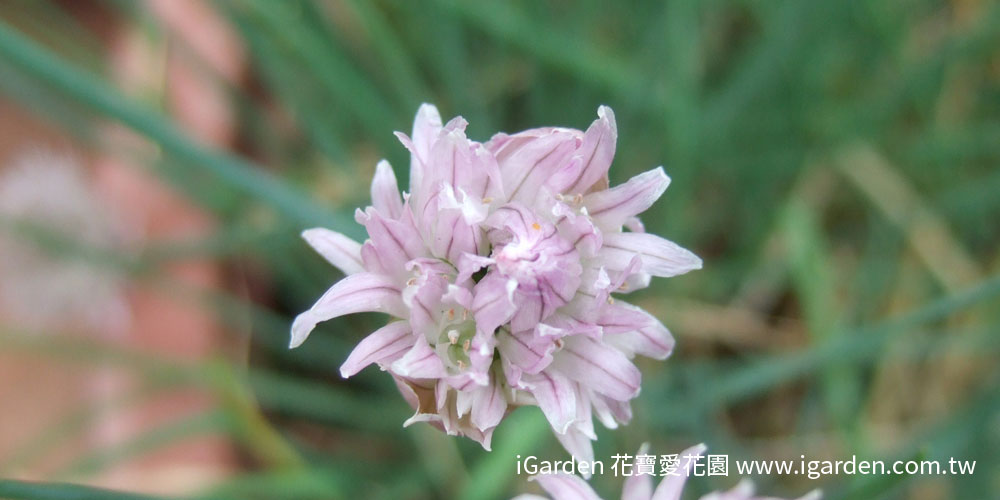 第755回花謎擂台 | iGarden花寶愛花園