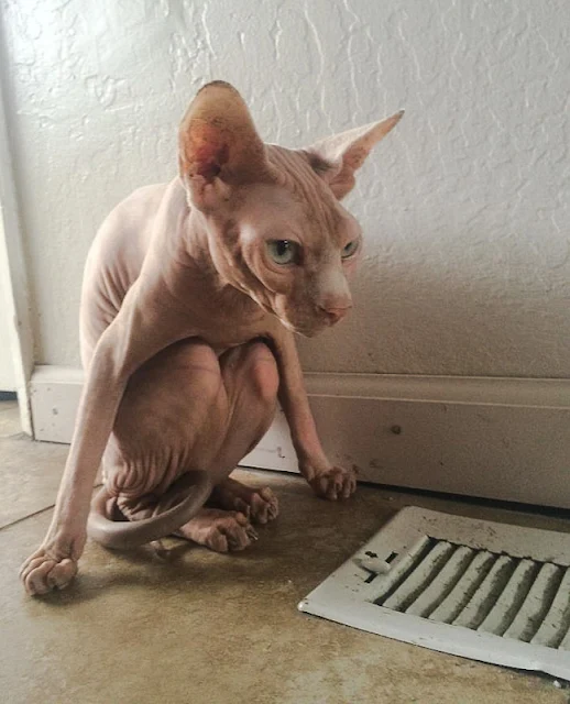 Sphynx cat huddles over warm air vent to keep warm inside the home