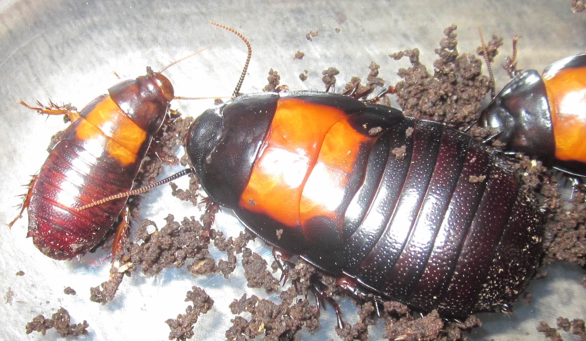 Panesthia angustipennis cognata "Cambodia" (Orangeback Roach
