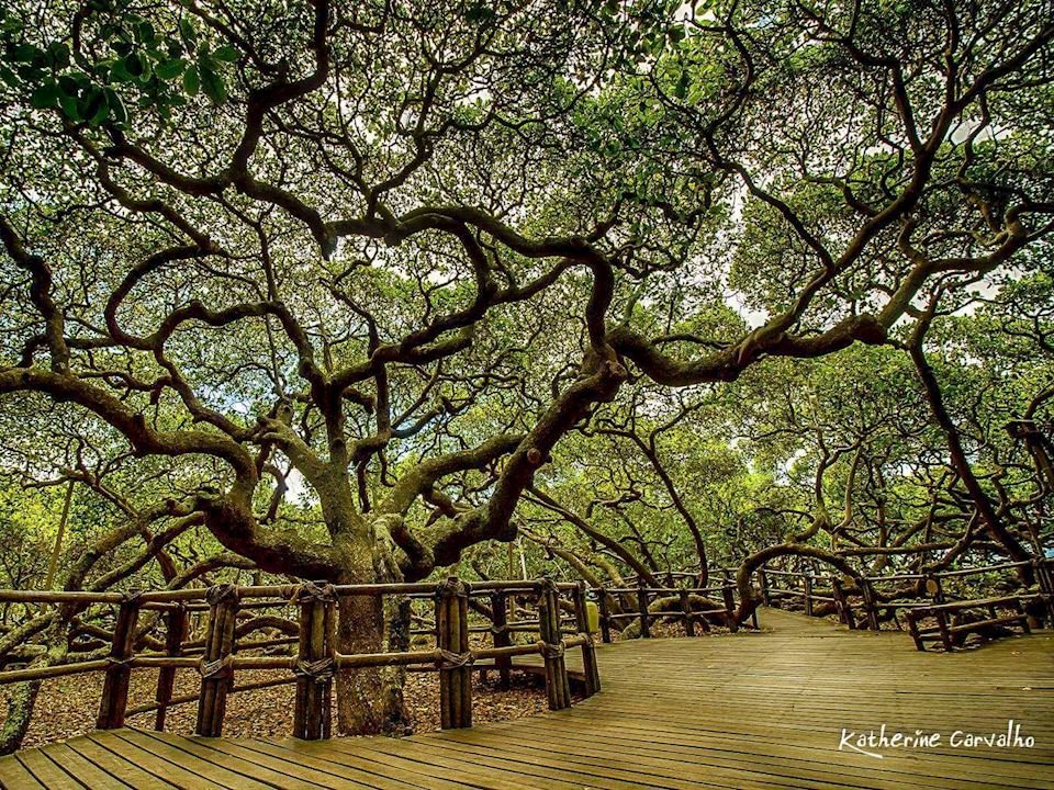 Кешью в бразилии Кешью в бразилии