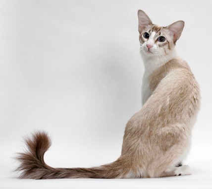 Balinese cat breed: Balinese cat breed
