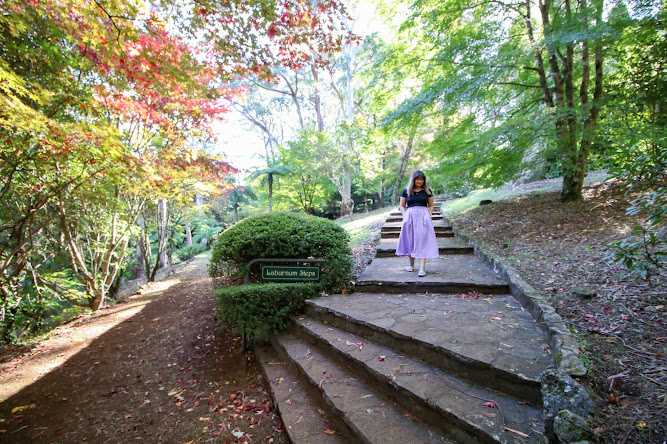 Laburnum Steps Breenhold Gardens Mount Wilson
