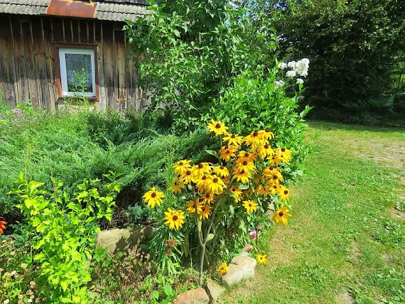 Przydomowy ogródek ogrod