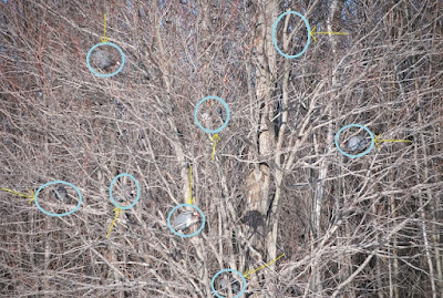 guinea fowl spots why
