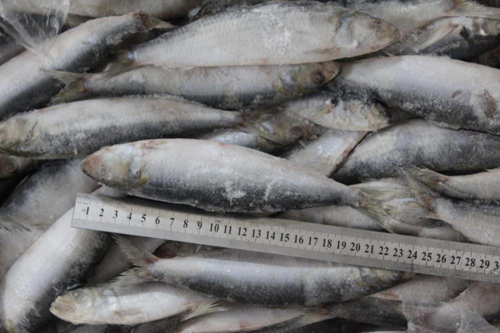 frozen sardines bait