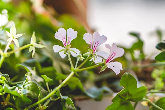 La-fotografía-de-plantas