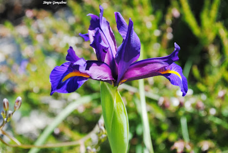 Lirio do Gerês -  Lilium