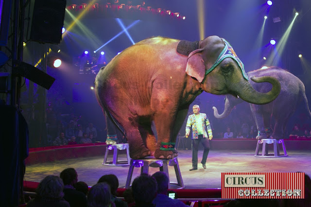 éléphant sur un tabouret