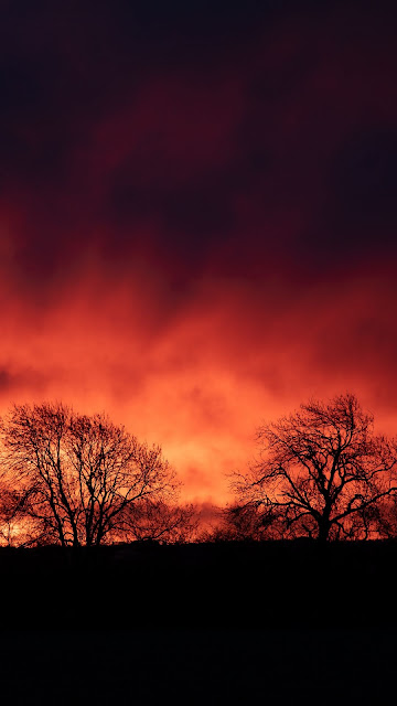 HD Wallpaper Evening, Trees, Silhouettes, Sunset