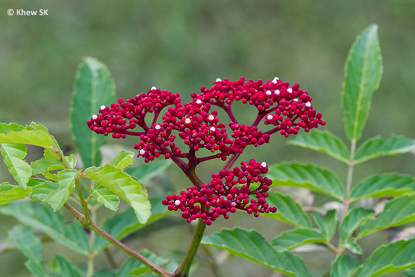 Gardens Plants And Design Hebe Mrs Winder Hebe Red Edge