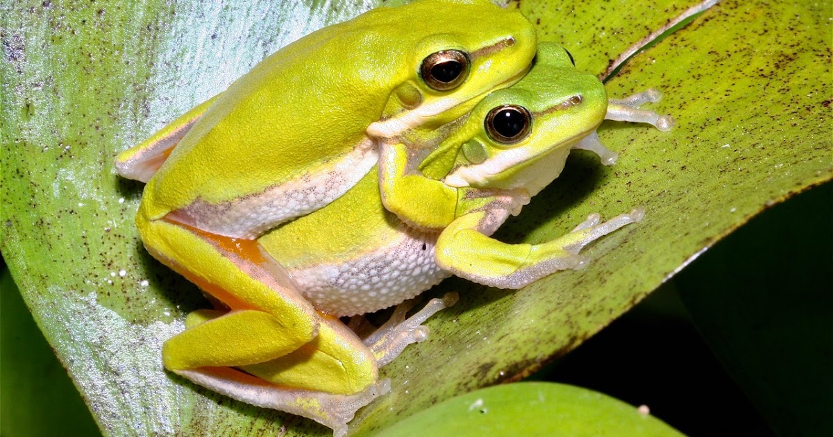 How to create a frogfriendly garden Growing Illawarra Natives