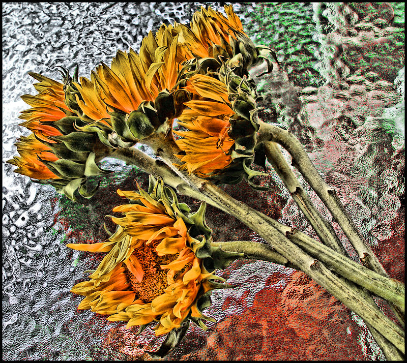 [Image: sunflowerontable1SM.jpg]