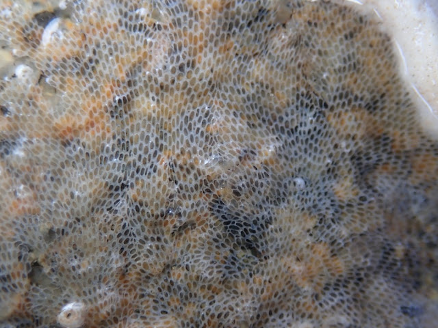 Conopeum reticulum Conopeum reticulum