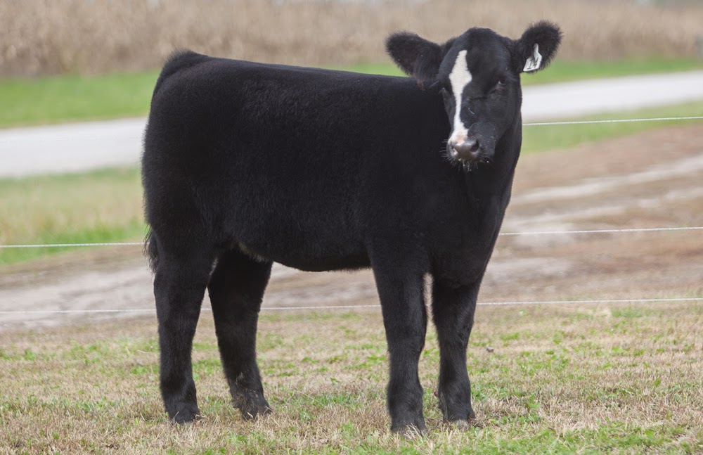 RCC Blog RCC Sired calves selling at Martsching's