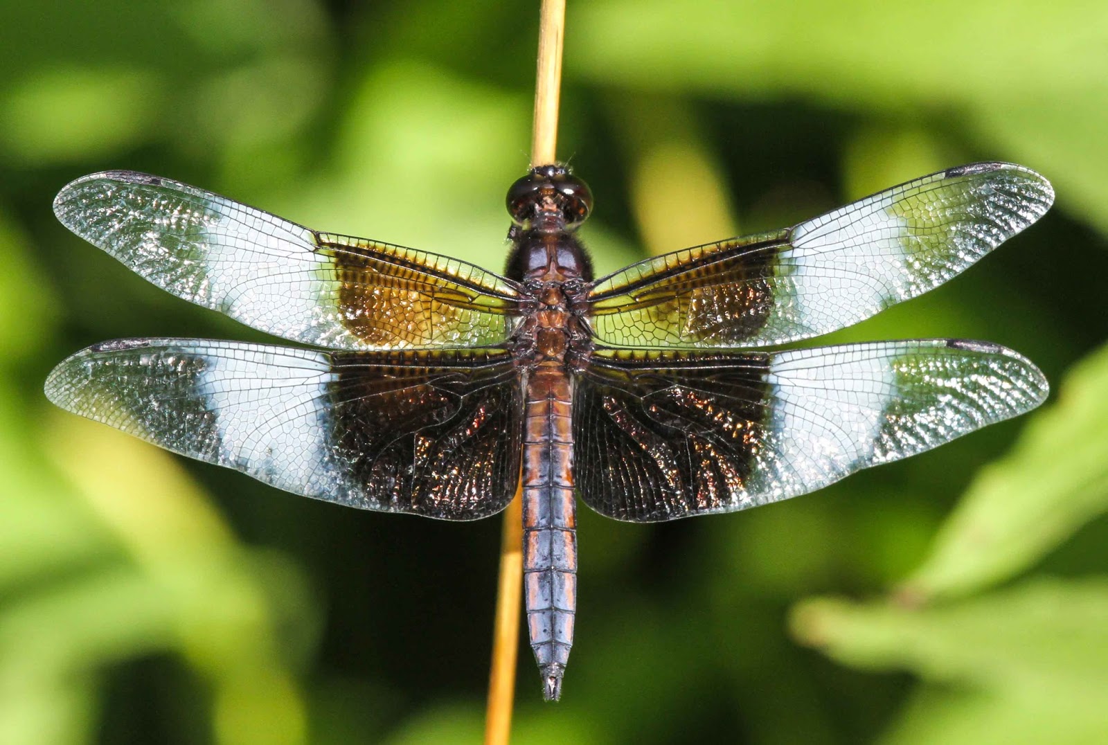 Gale's Photo and Birding Blog Male Widow Skimmer Dragonfly