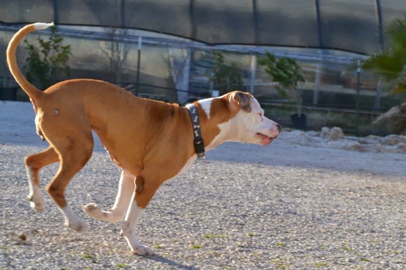 Dog In Motion Pawsitively Pets