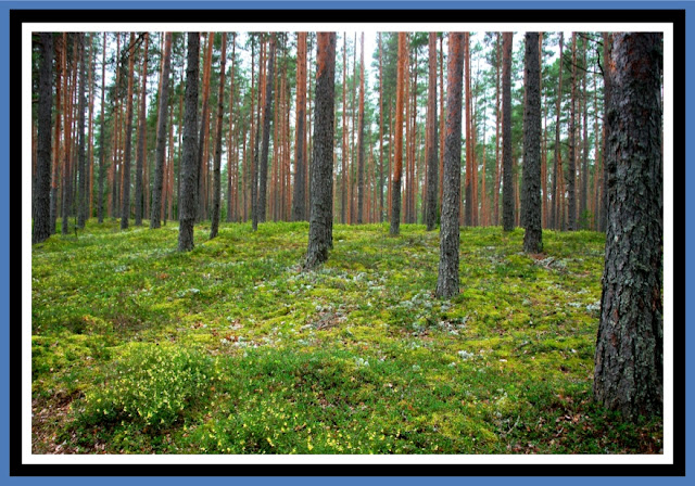 Viru Bog Nautre Trail