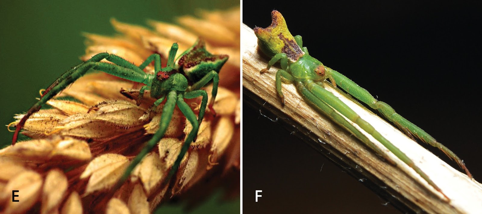 Species New to Science [Arachnida • 2019] A Taxonomic Review of the