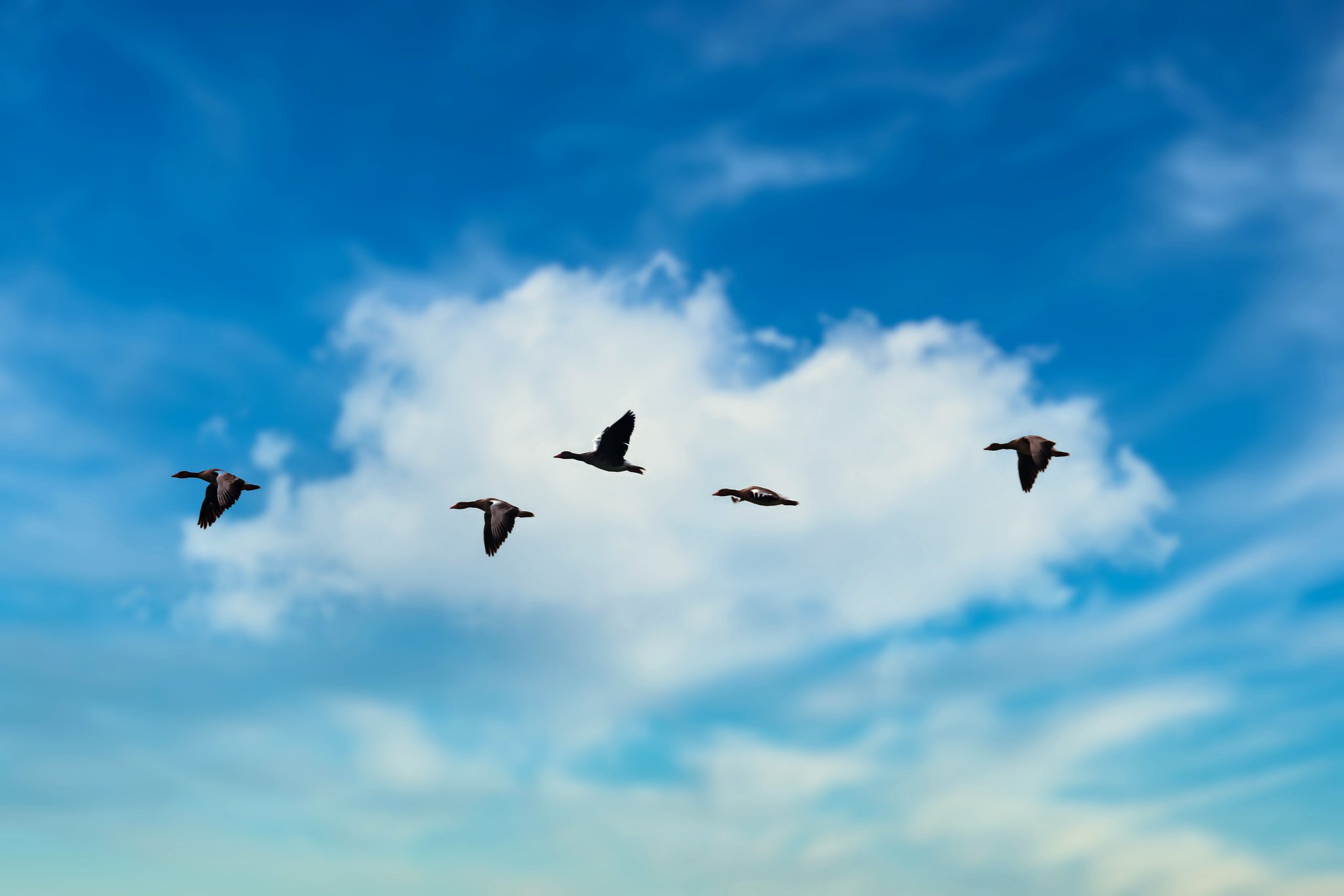 святогорская лавра пещера затворника. летяче. стая птиц в небе. птица в полете. мишкольц).