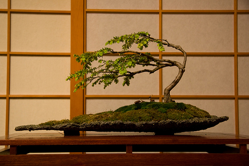 BONSAI MINI NHỮNG MẪU CỰC CHẤT VÀ DỄ TRỒNG