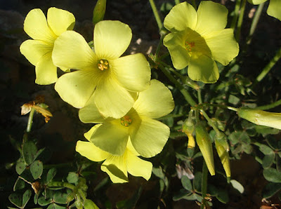 Flores amarillas de la vinagrera (Oxalis pes caprae)