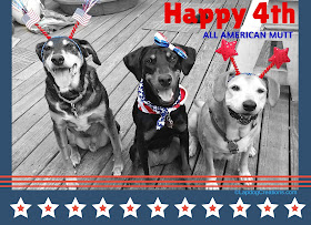 Three rescue dogs ready for 4th of July