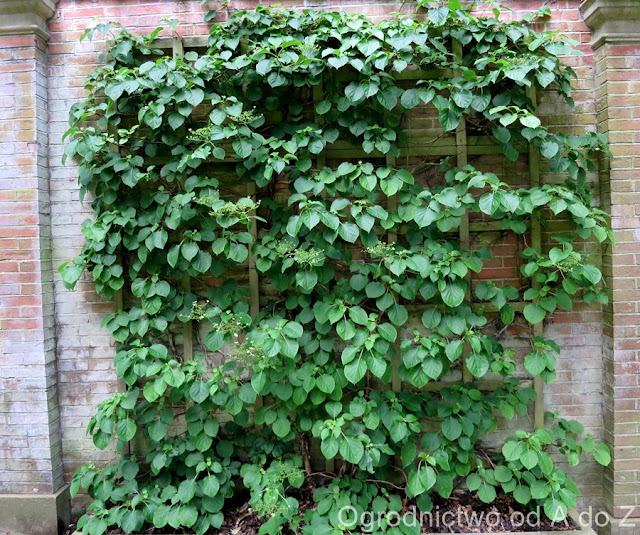 Hortensja pnąca Hydrangea anomala ssp. petiolaris