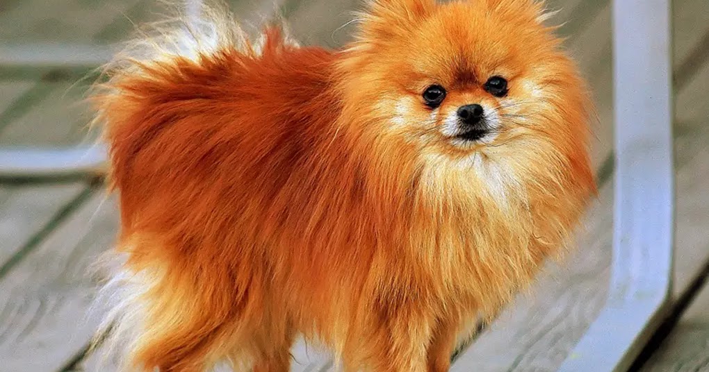 10 Best Small Fluffy Dog Breeds - The Buzz Land