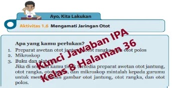 Kunci Jawaban Ipa Kelas 8 Halaman 36 Ayo Kita Lakukan Aktivitas 1 6 Mengamati Jaringan Otot Wali Kelas Sd