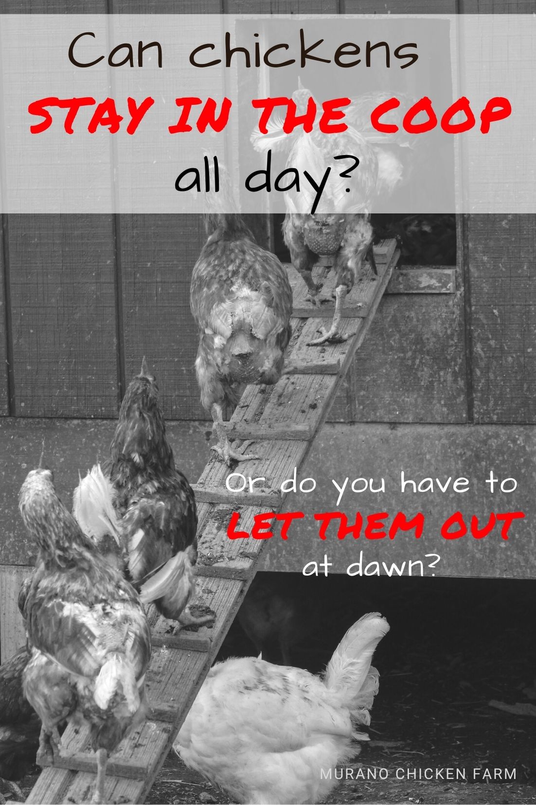 Murano Chicken Farm