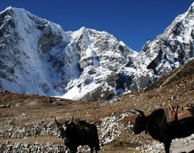 Animals Unique: Yak Unique