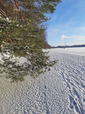 Kuva otettu järven jäältä kohti kauempana siintävää kaupunkia, vasemman puoliskon täyttää männynoksa
