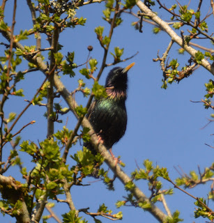 Starling in tree with blue sky Leitrim