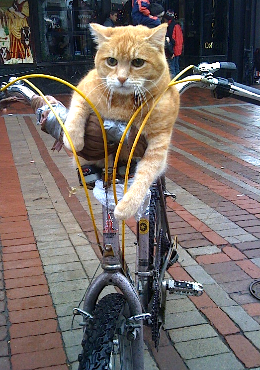 Funny Animals On Bike Beautifull Pictures And Wallpapers | Funny And ...