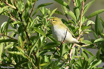 Mosquiter xiulaire (Phylloscopus sibilatrix)