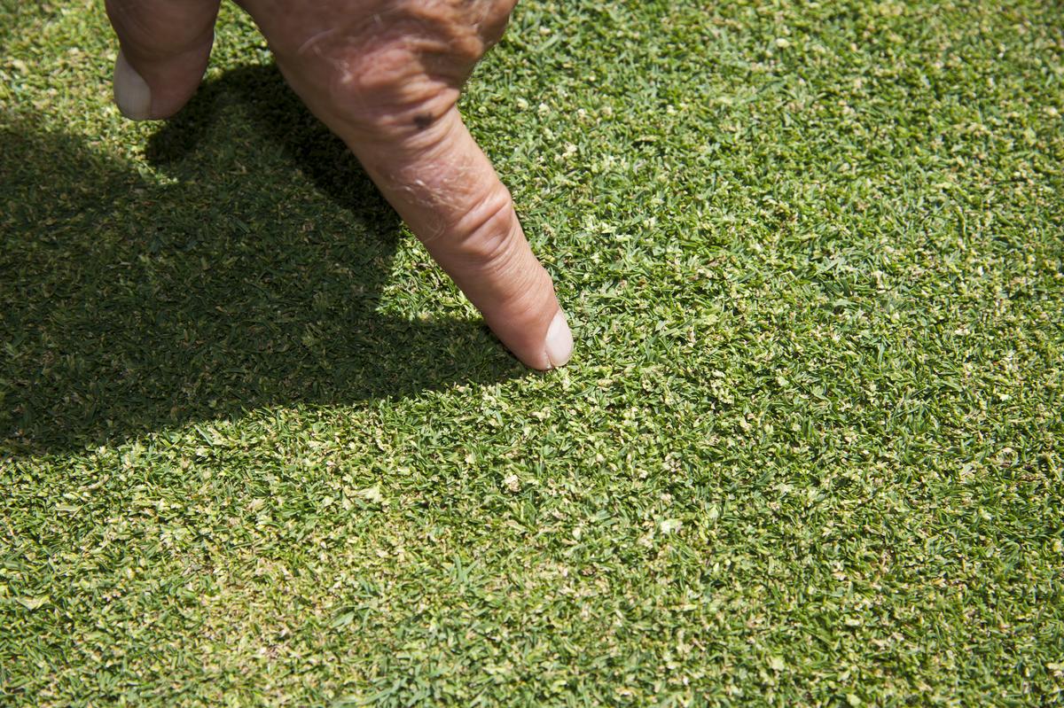 Poa flower in putting surfaces