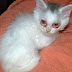 Cat Pink Eye
