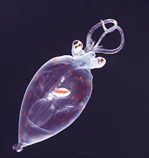 Planktondan jüvenil kalamar