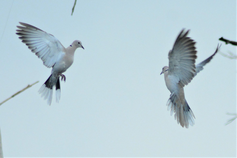 "Bird or Birds" - Photography Contest Entry by Ajay Parikh‎