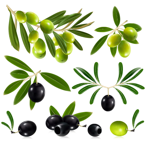 Ramas de olivo y aceitunas